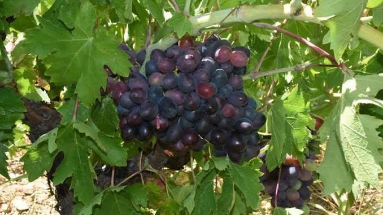 Tarlada 60, markette 200 lira! Kavacık üzümünde üretici dertli!