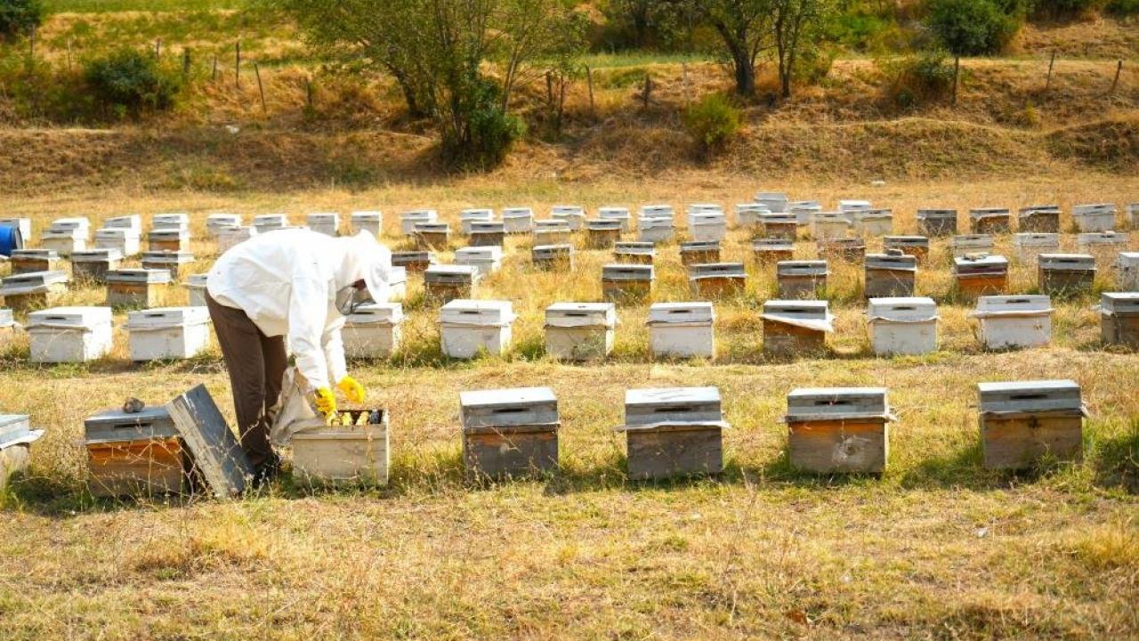 Muş'ta bal hasadı tamamlandı: 700 ton bal elde edildi