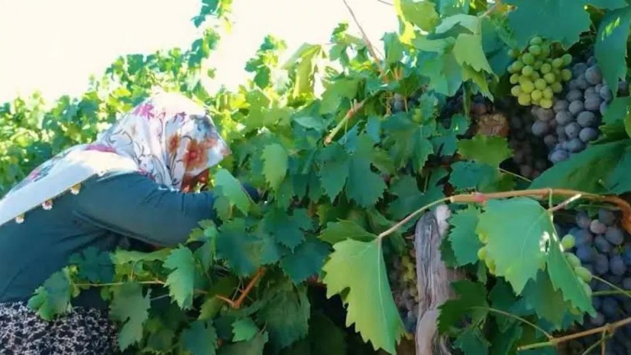 Tadını bilen tezgaha koşuyor: Hasat başladı! Fiyatı yarı yarıya düştü