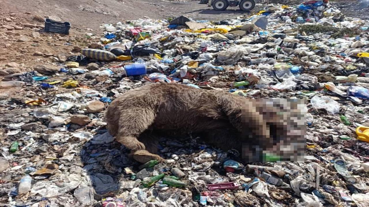 Bingöl'de bozayı kıyımı! Çok sayıda leş bulundu