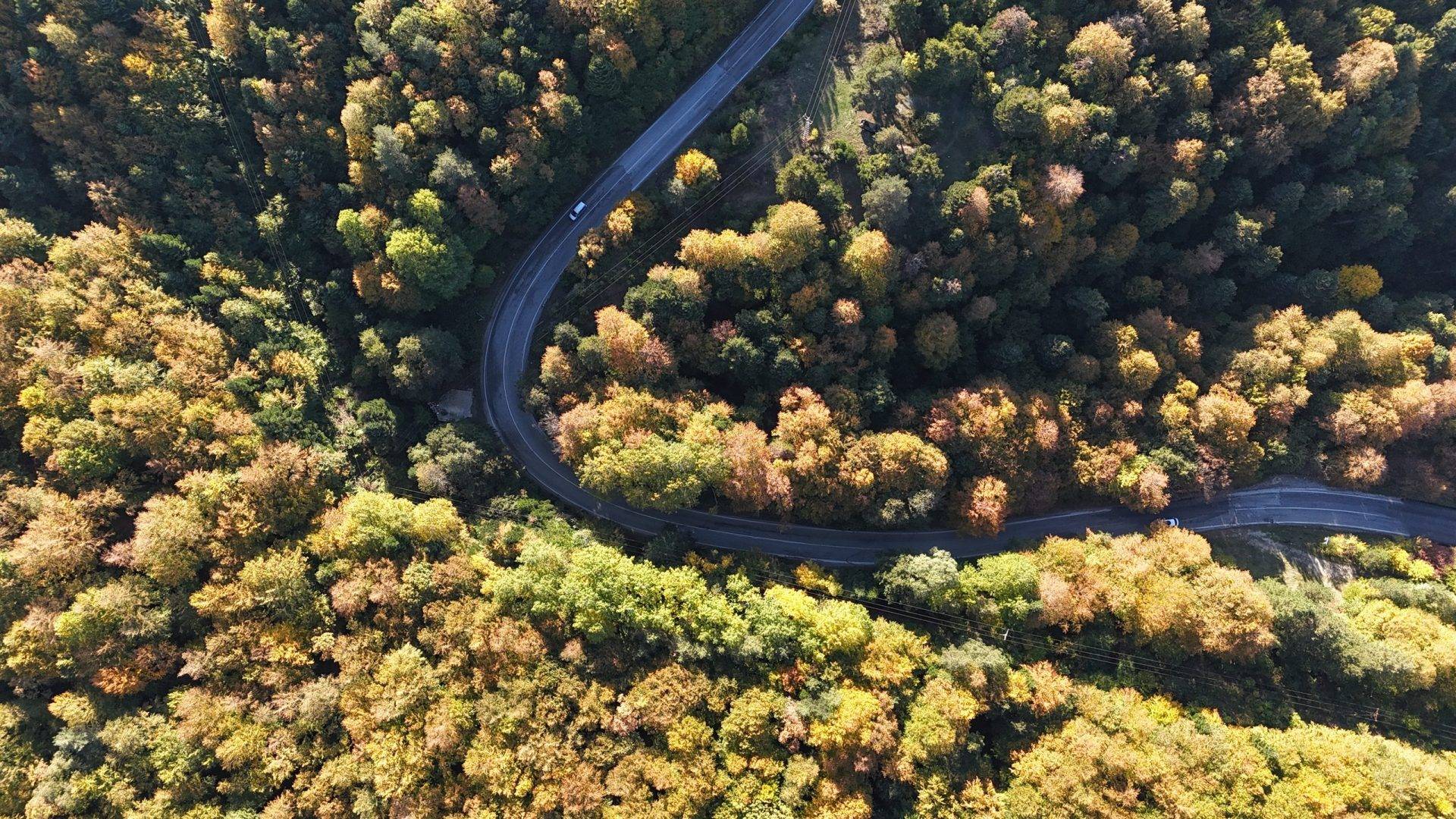 Bolu’da güz zamanı: Gölcük Tabiat Parkı yolu sarı ve kahverengine boyandı