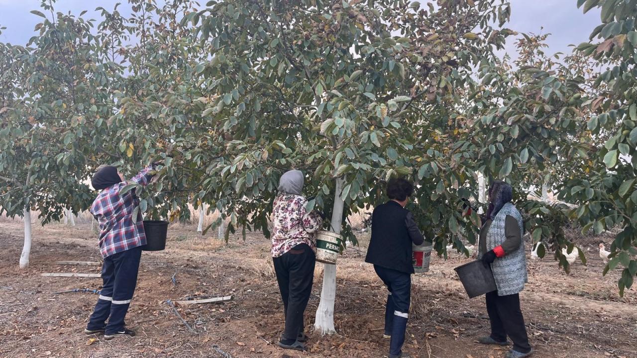 Bu bahçede asıl sürpriz birkaç yıl sonra! Tonlarca ürün bekliyor!