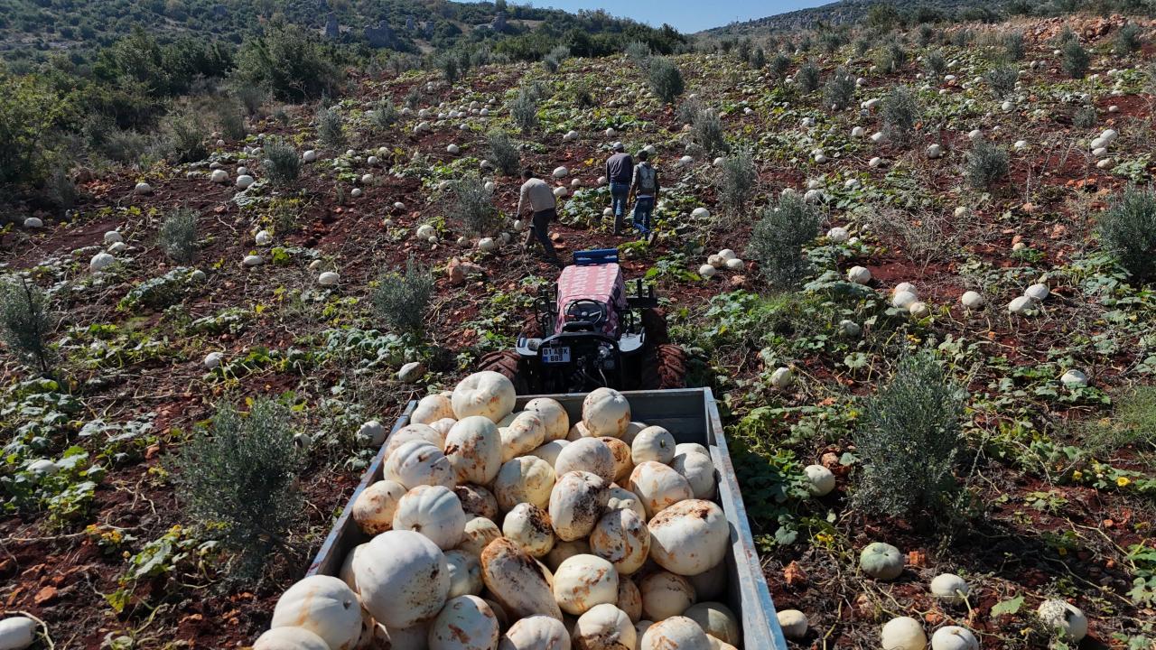 Ağırlığı 30 kiloya ulaşıyor! Bu yıl tarlada bereket var!