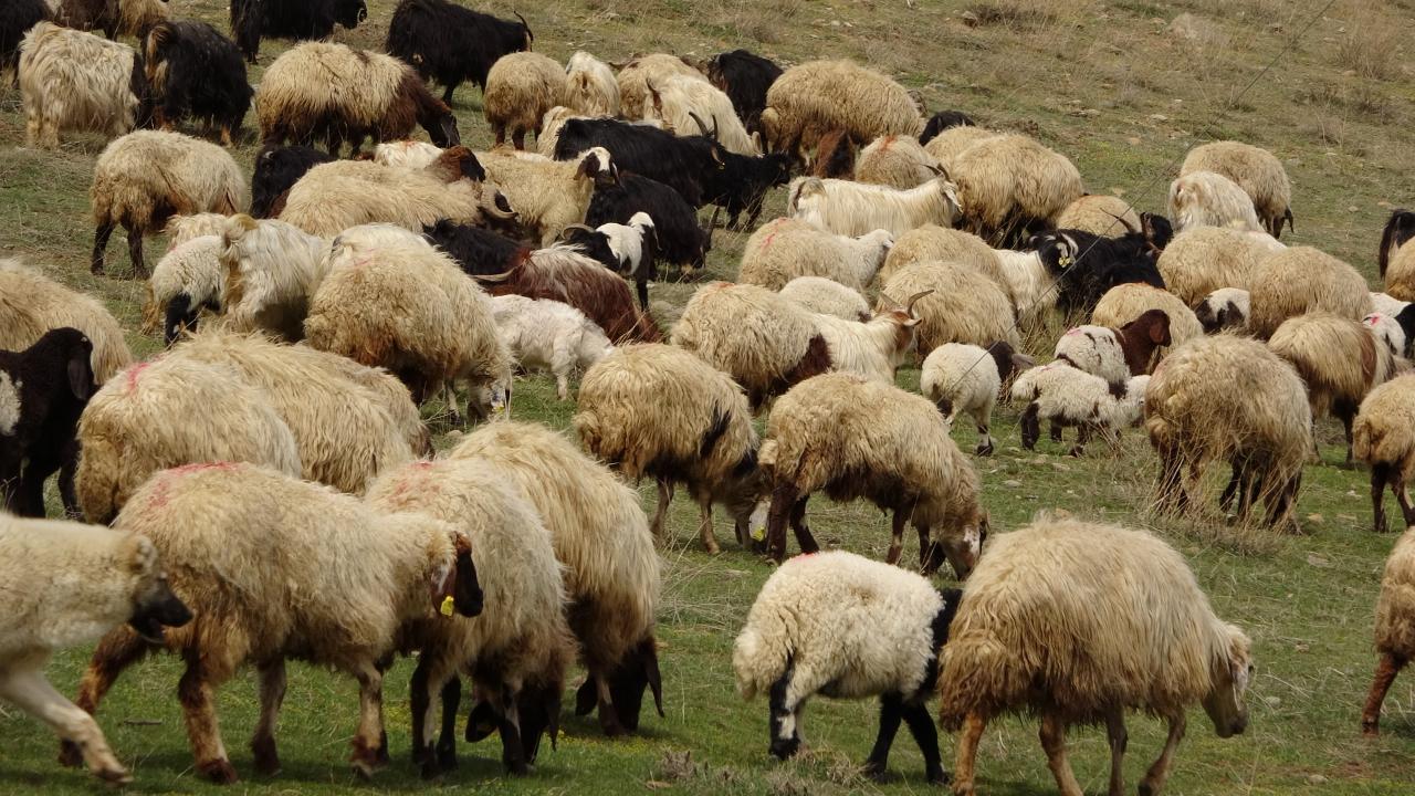 Güney Kıbrıs'ta 83 binden fazla hayvan itlaf edilecek