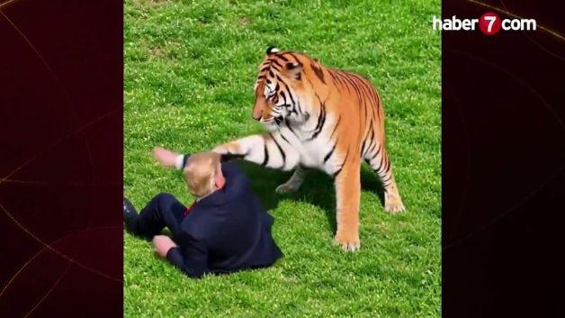 İngiltere'deki vahşeti paylaşıp dalga geçti: Trump'tan tepki çeken kaplan videosu