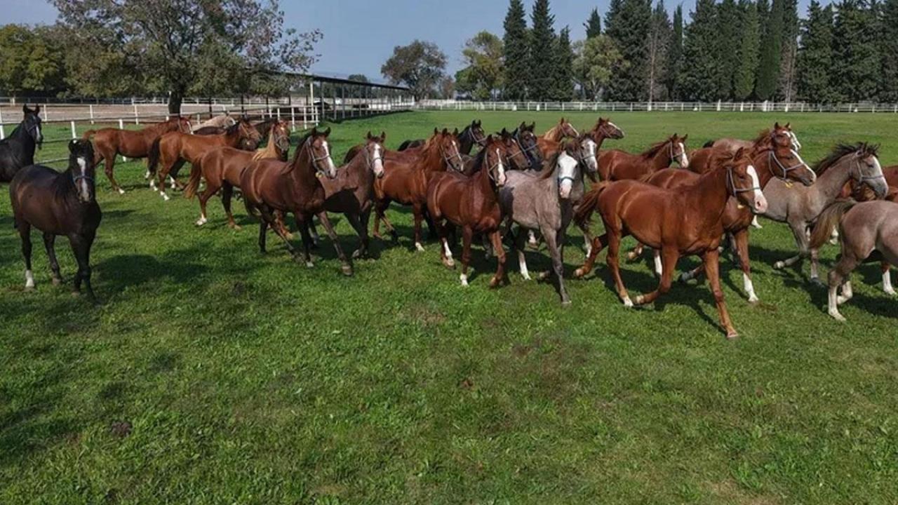 Bursa'da yetiştirilmişti: 12 milyon liraya satıldı!