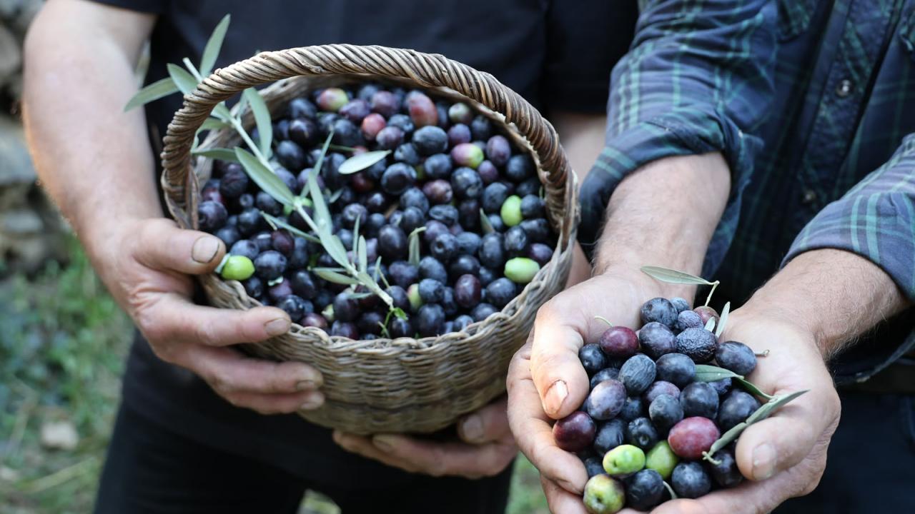 Artvin’de cambazlık gerektiren hasat! 12 metrelik merdivenlerle topluyorlar!
