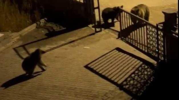 Kars’ta çöpte yiyecek arayan boz ayıya vatandaştan ilginç sitem: Hele tipine bak