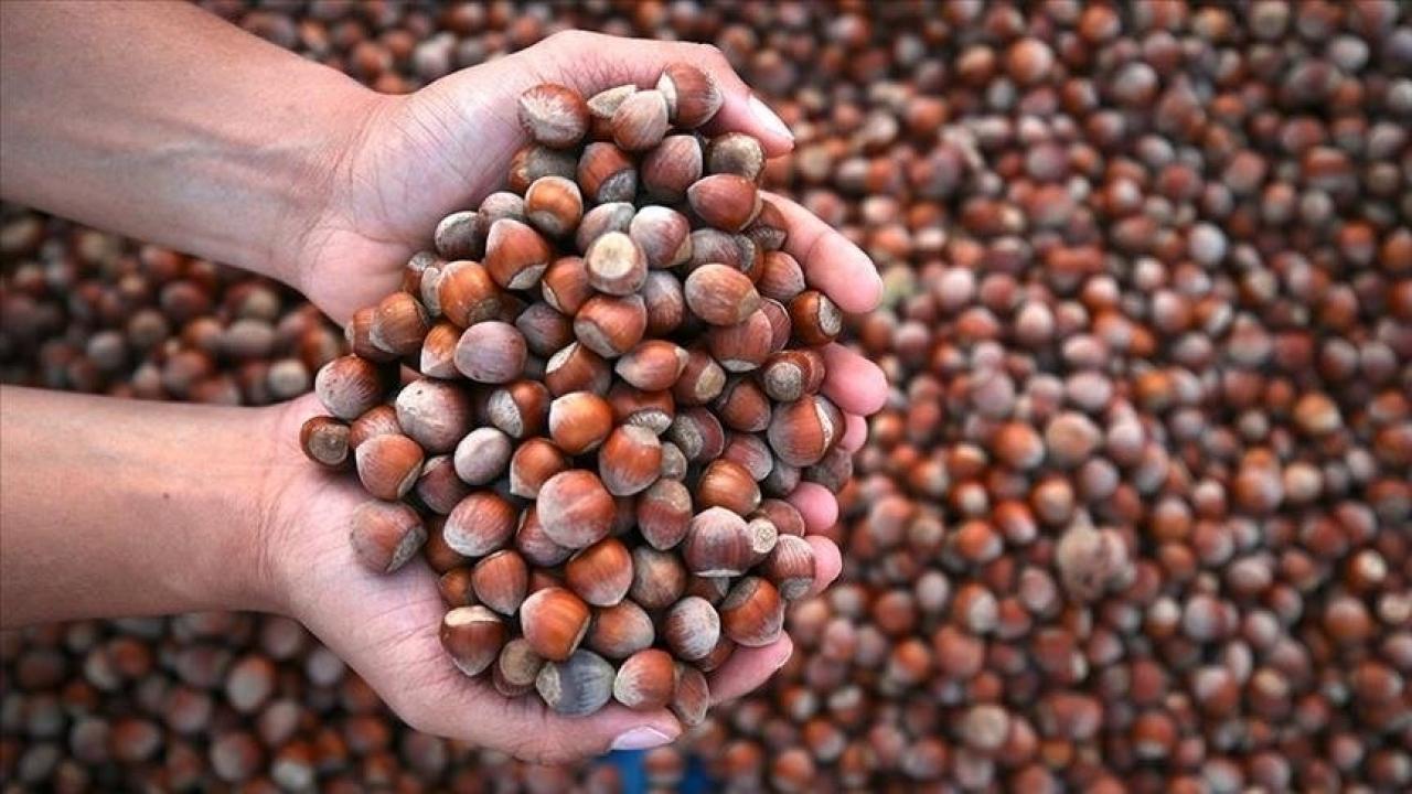 Rekabet Kurumu fındık sektörüne yönelik sıkı takibini sürdürüyor!